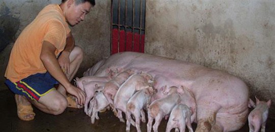震惊！牧原温氏正邦新希望4家猪企明年要出栏生猪1.3亿头