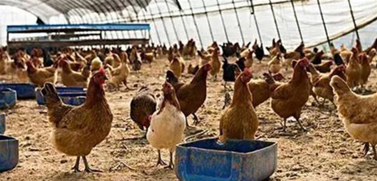 家禽产业使用智能化后的前景发展和未来展望