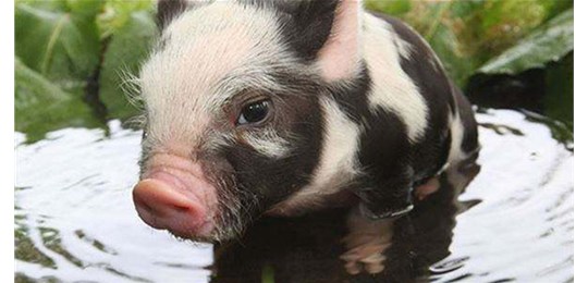 中国养猪业面临变革，养猪人应该做好哪些准备？